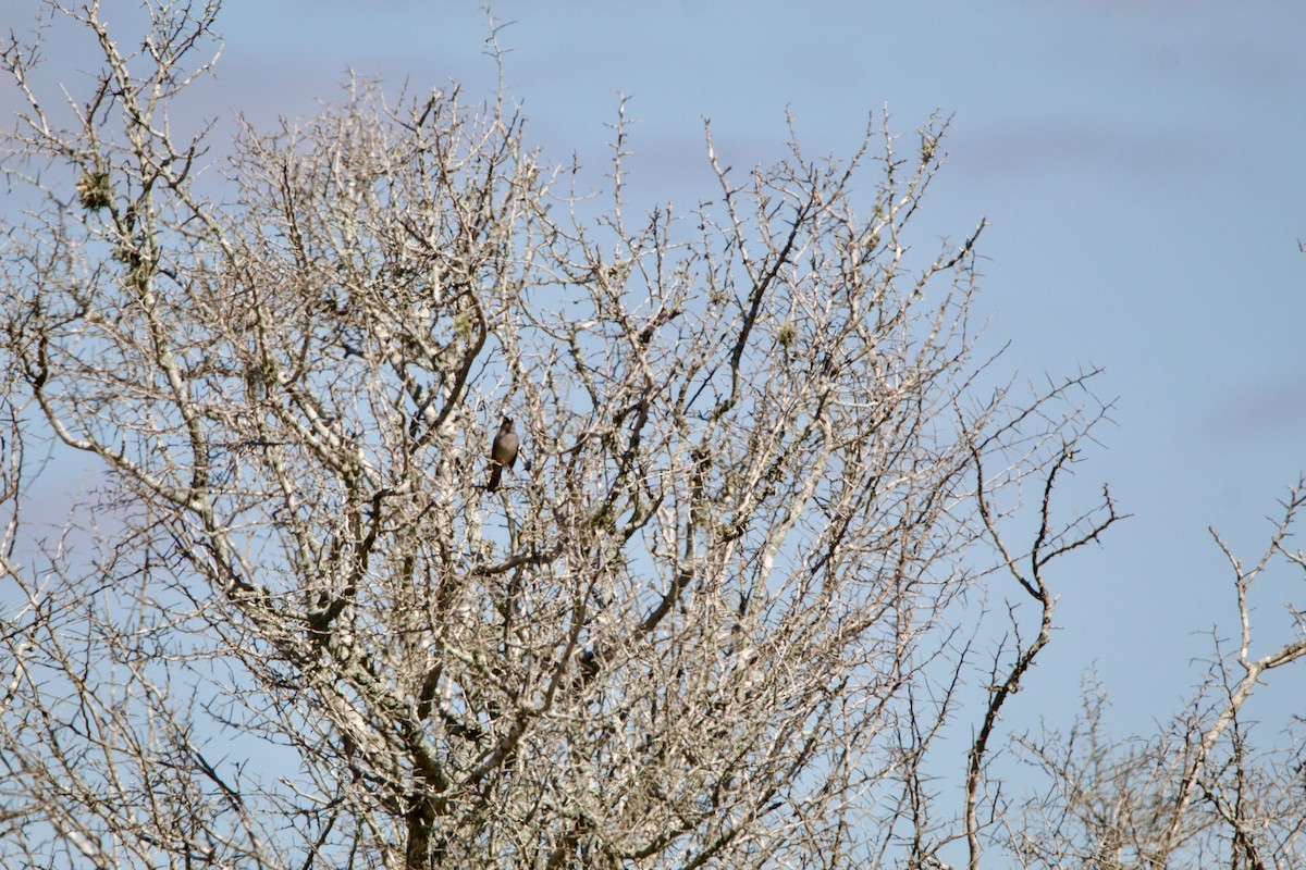 White-crowned Sparrow - ML645717003