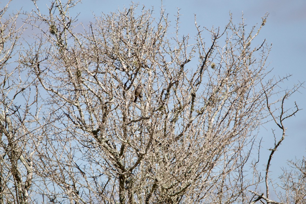 White-crowned Sparrow - ML645717004