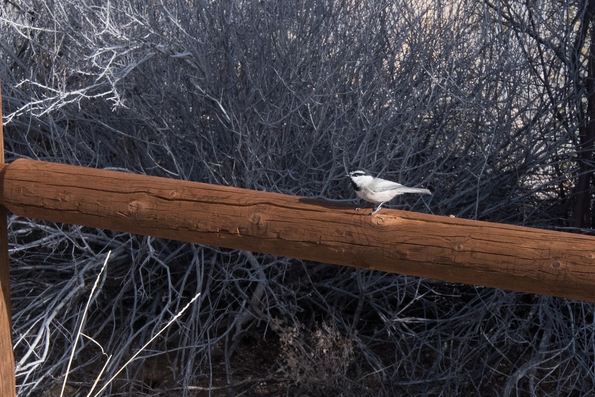Mountain Chickadee - ML645717006