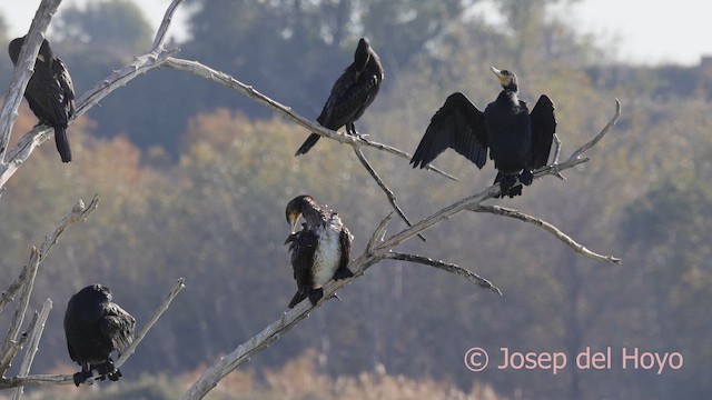 Great Cormorant (Eurasian) - ML645717007