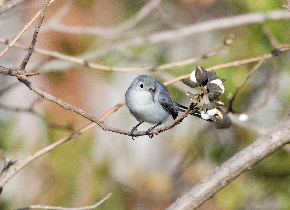 Blue-gray Gnatcatcher - ML645717010