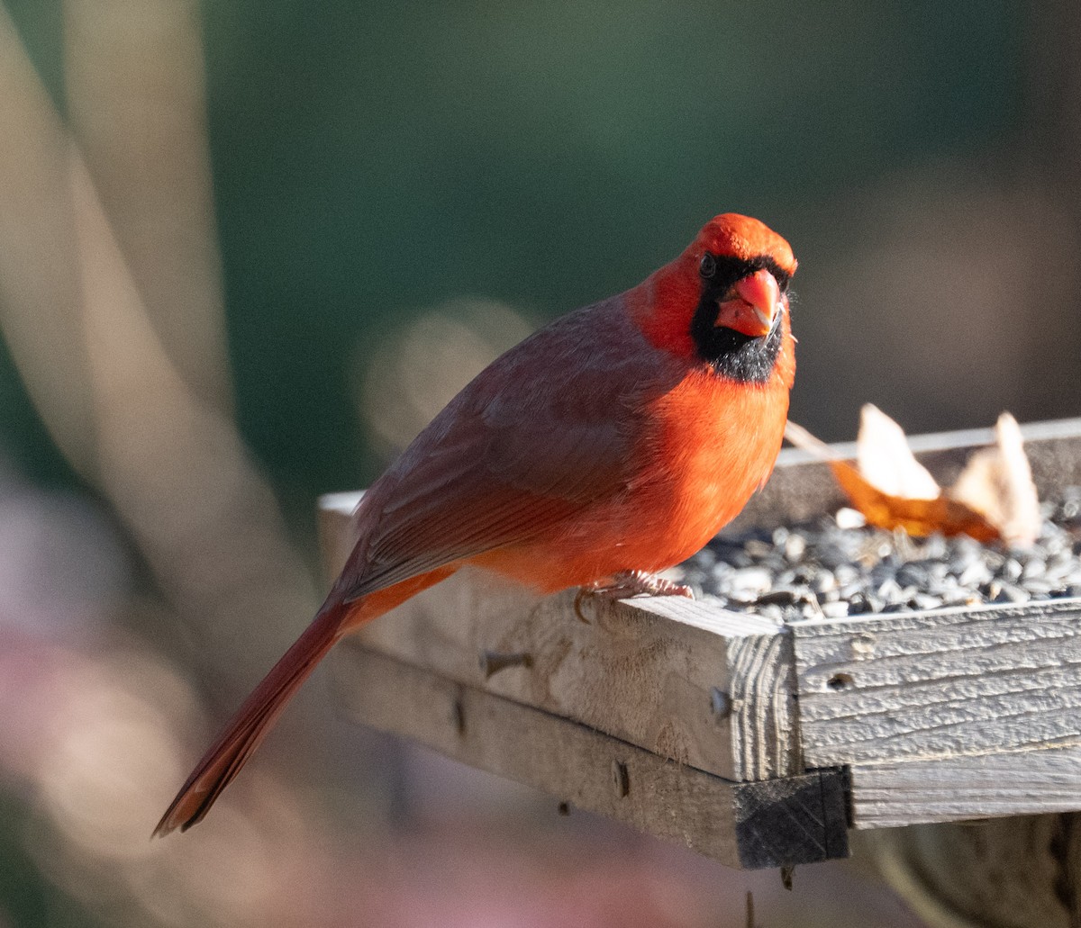 Kardinal arrunta - ML645717011