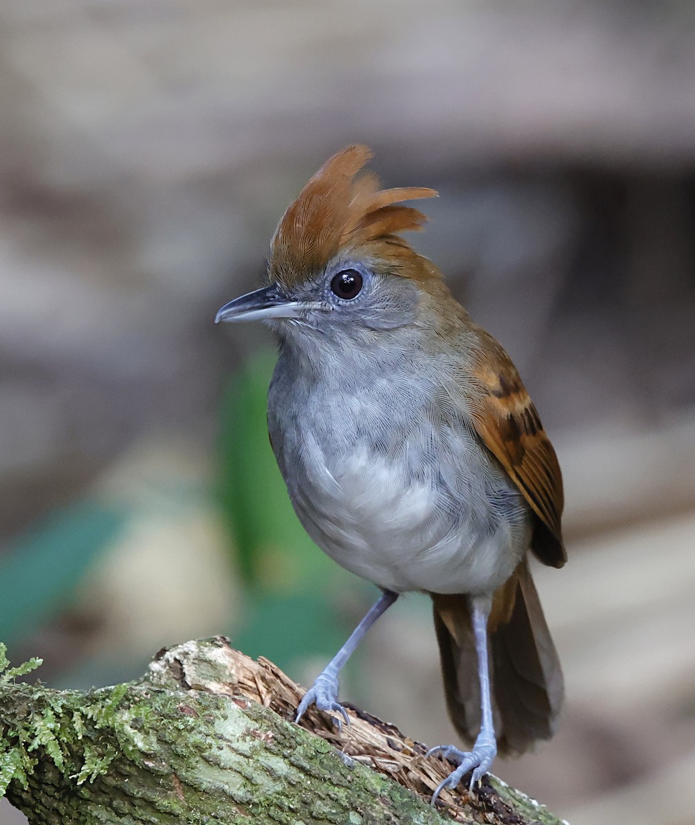White-lined Antbird - ML645717012