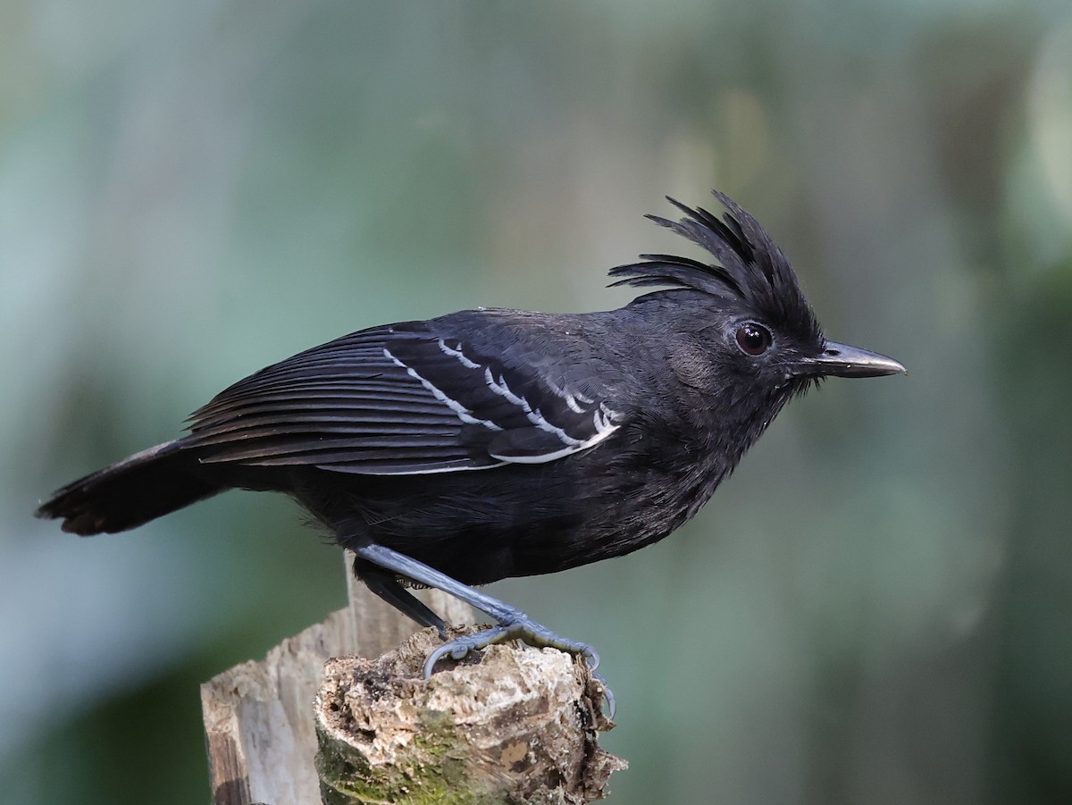 White-lined Antbird - ML645717013