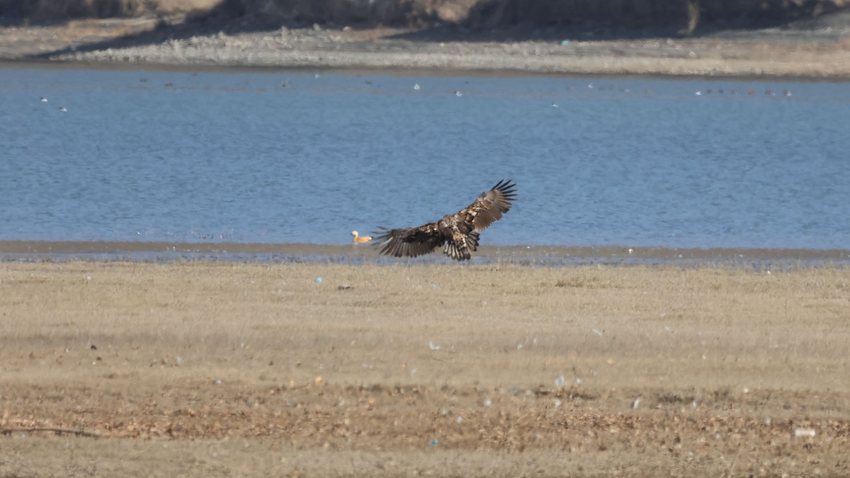 White-tailed Eagle - ML645717014