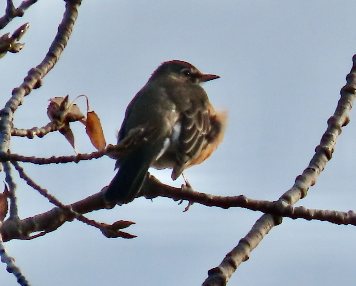 Zozo papargorria - ML645717015