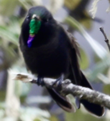 Blue-mantled Thornbill - ML645717016