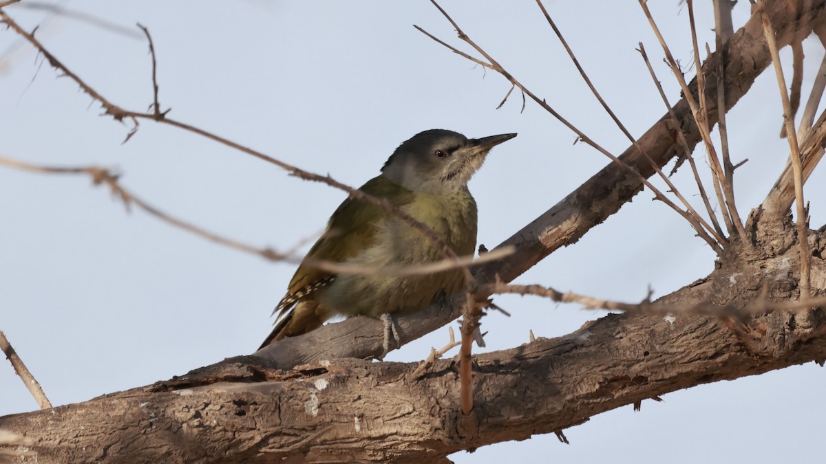 Жовна сива - ML645717021