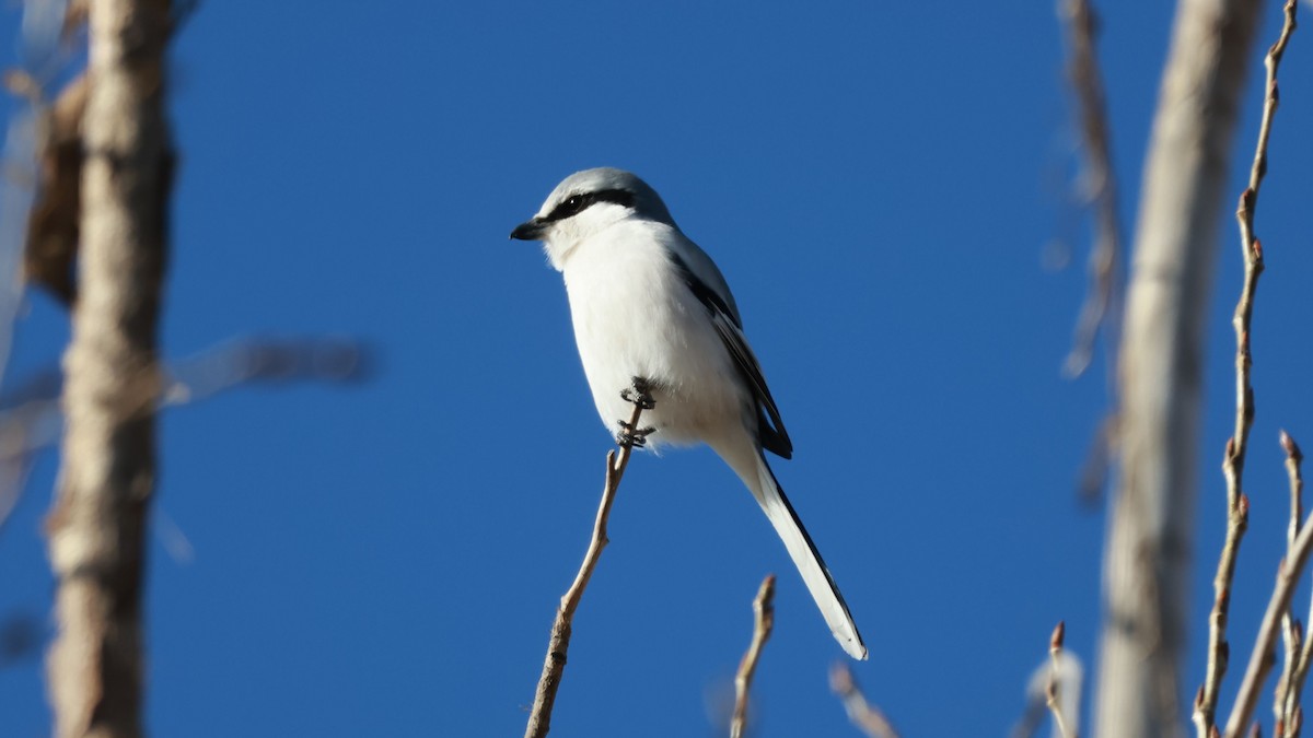Chinese Gray Shrike - ML645717028