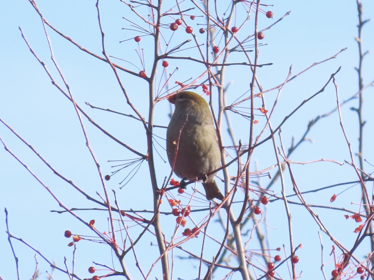 Pinu-gailupa - ML645717030