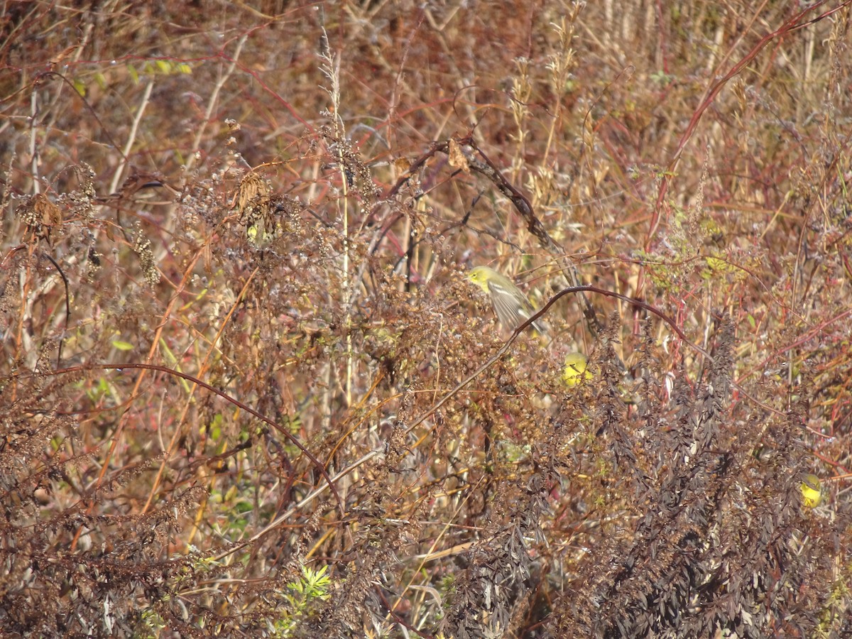 Pine Warbler - ML645717034