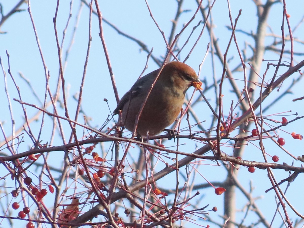 Pinu-gailupa - ML645717039