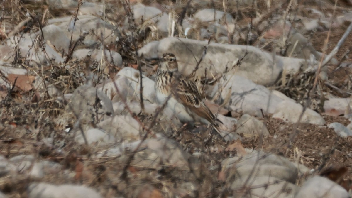 Eurasian Skylark - ML645717041