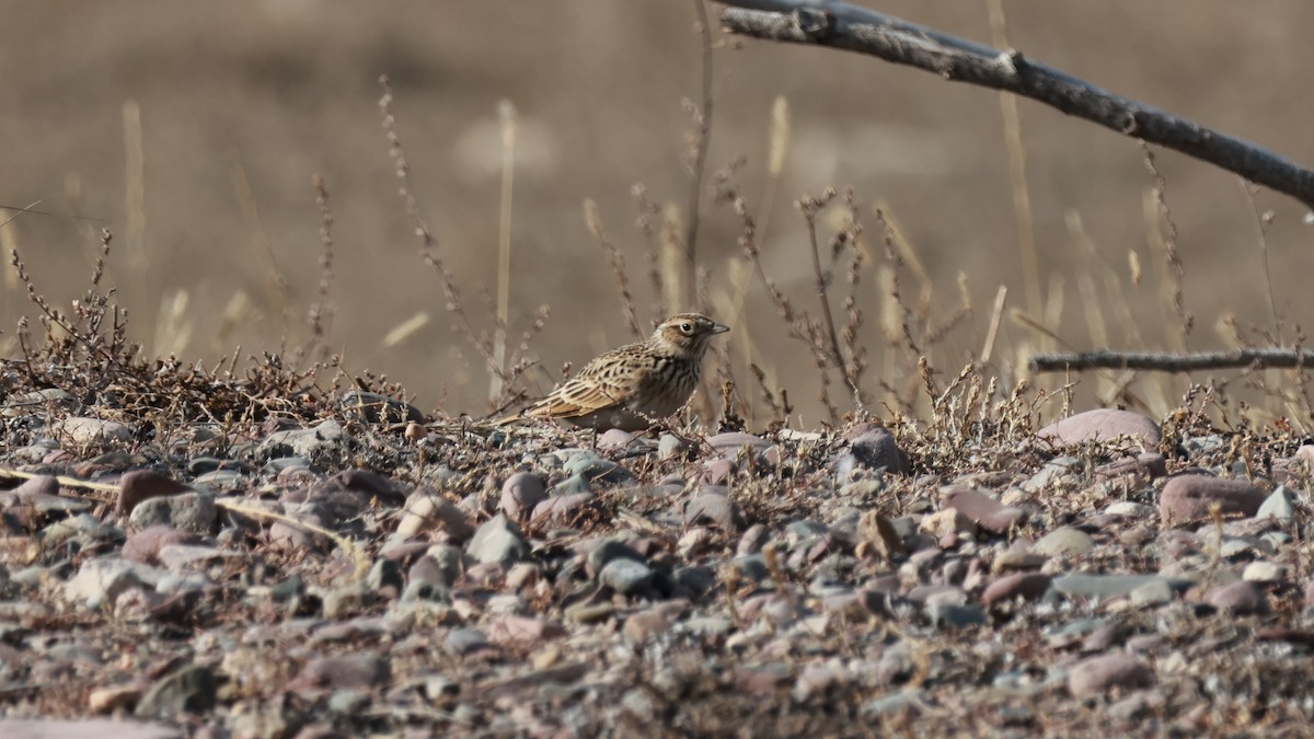 Eurasian Skylark - ML645717051
