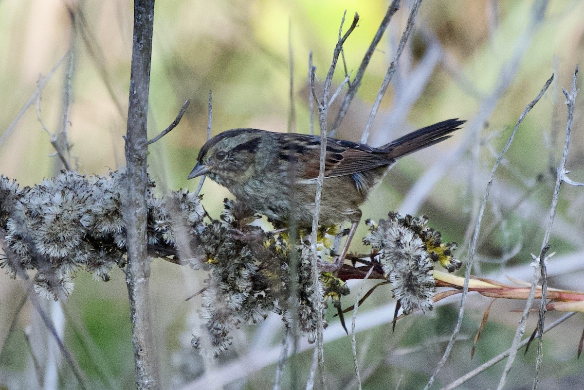 Swamp Sparrow - ML645717052