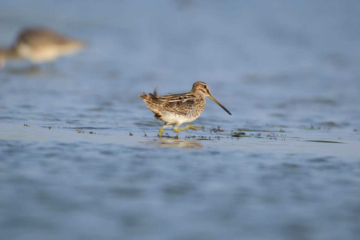 Common Snipe - ML645717056