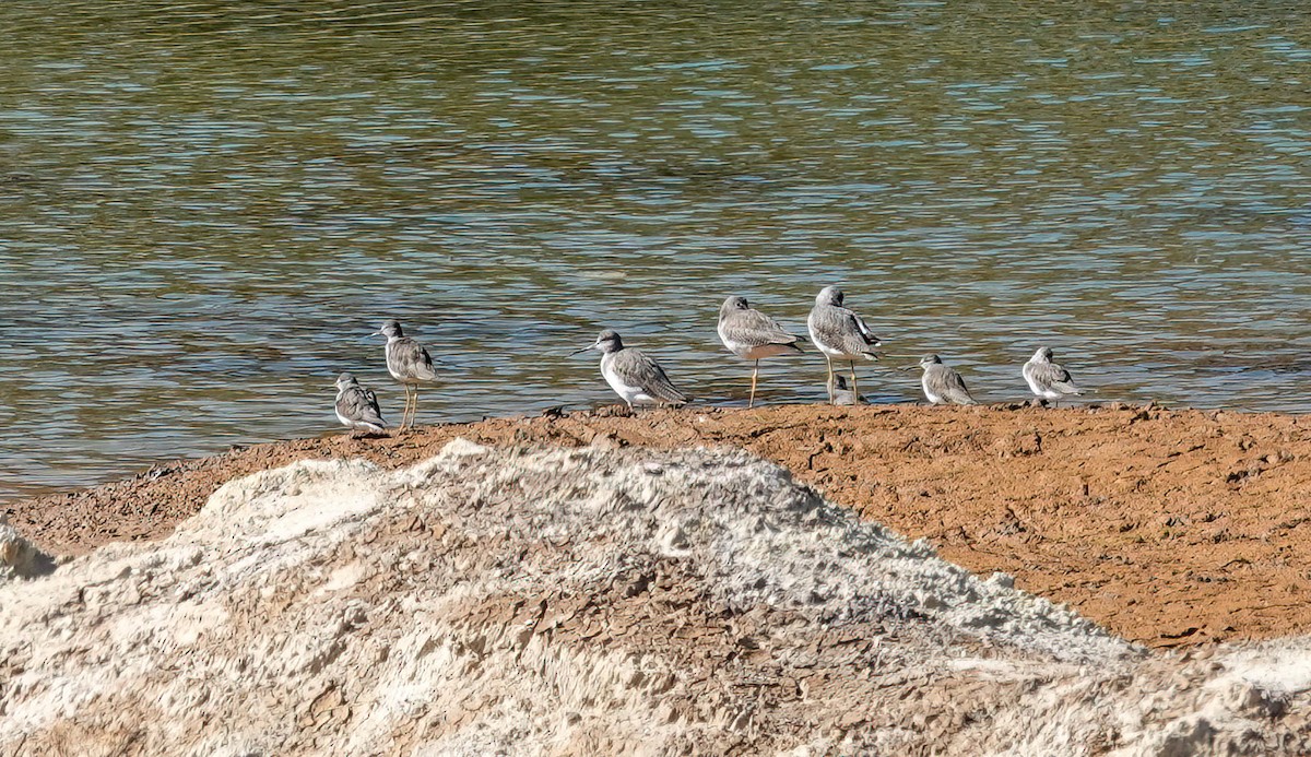 Greater Yellowlegs - ML645717058