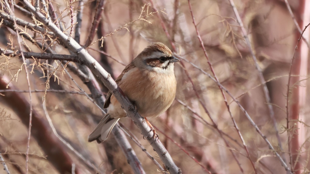 Meadow Bunting - ML645717062