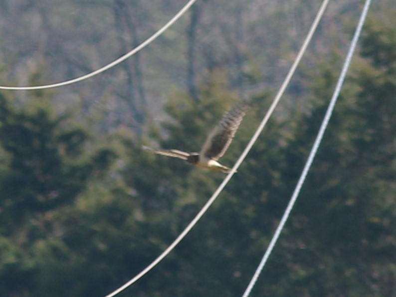 Northern Harrier - ML645717068