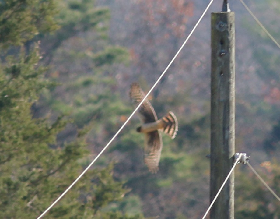 Northern Harrier - ML645717070