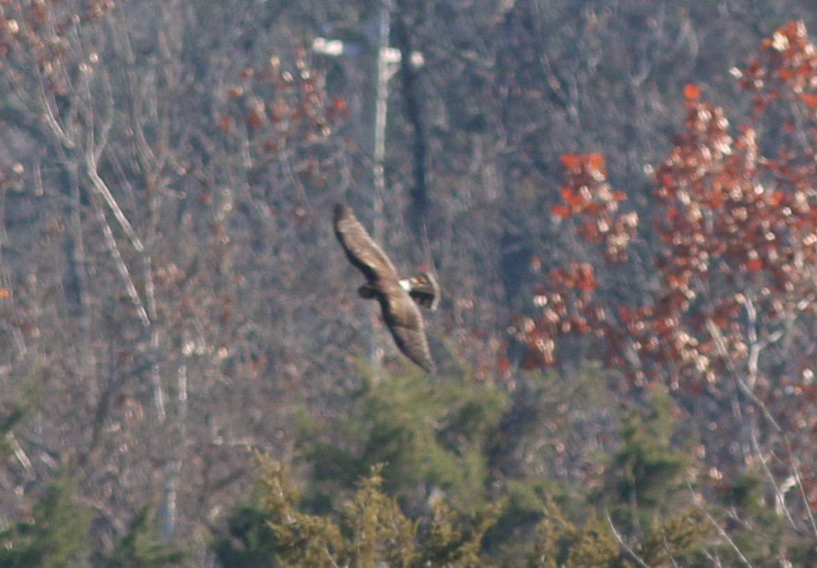 Northern Harrier - ML645717071