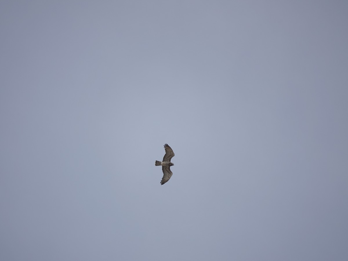 orlík krátkoprstý - ML645717073