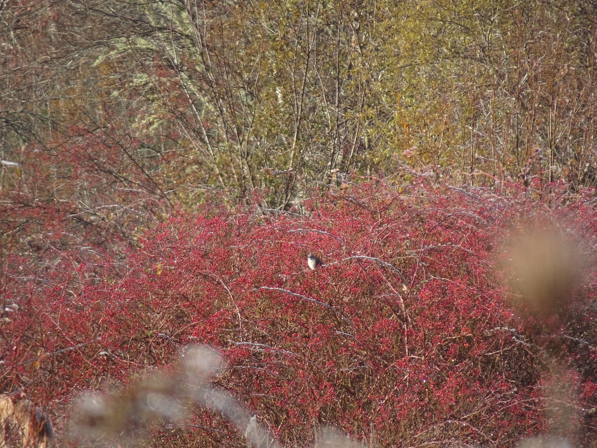 Northern Mockingbird - ML645717089