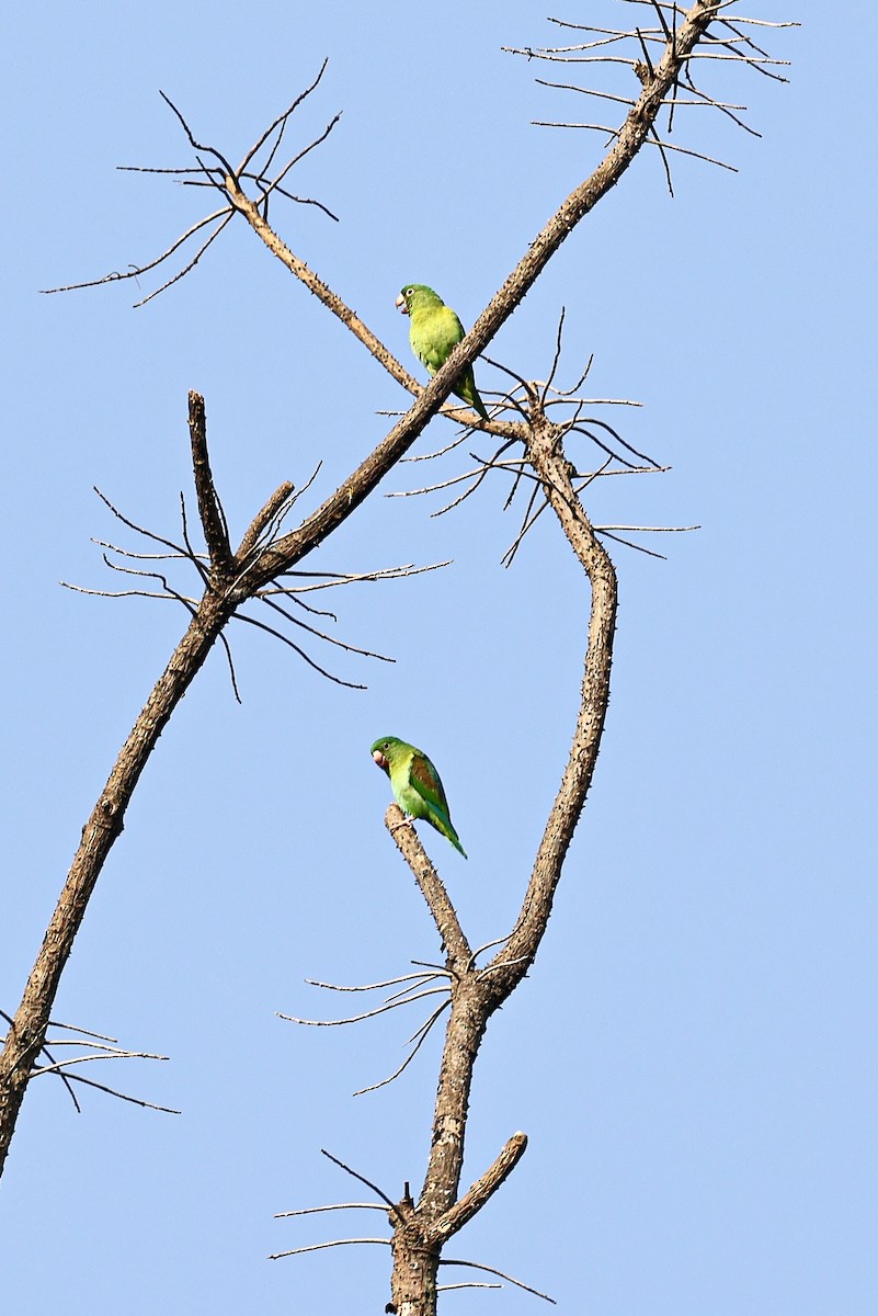 Orange-chinned Parakeet - ML645717094