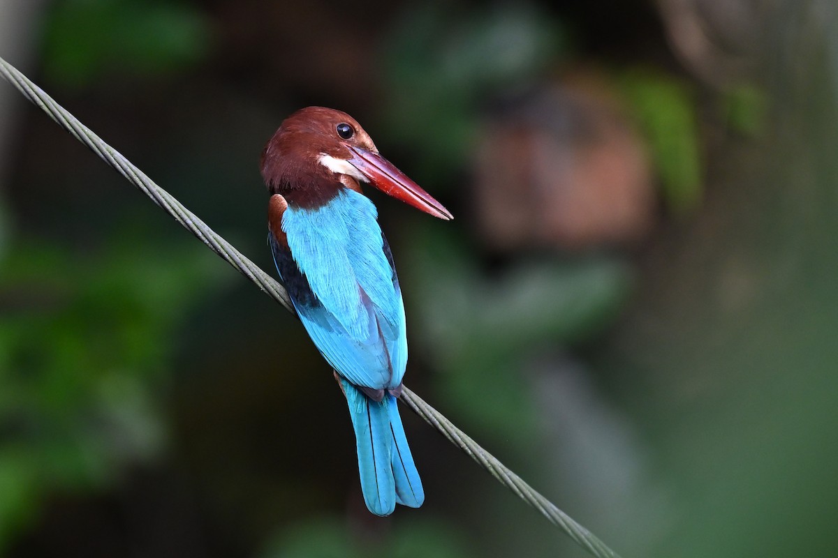 蒼翡翠 - ML645717095