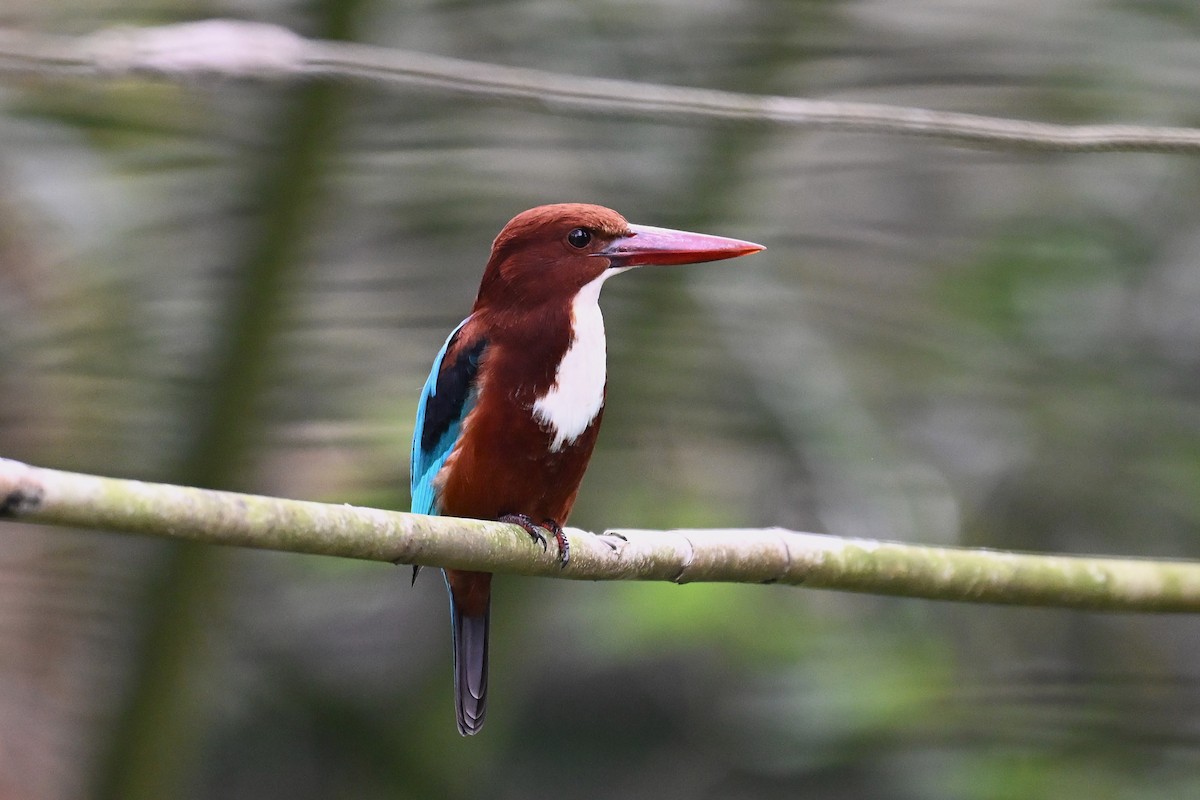 蒼翡翠 - ML645717096