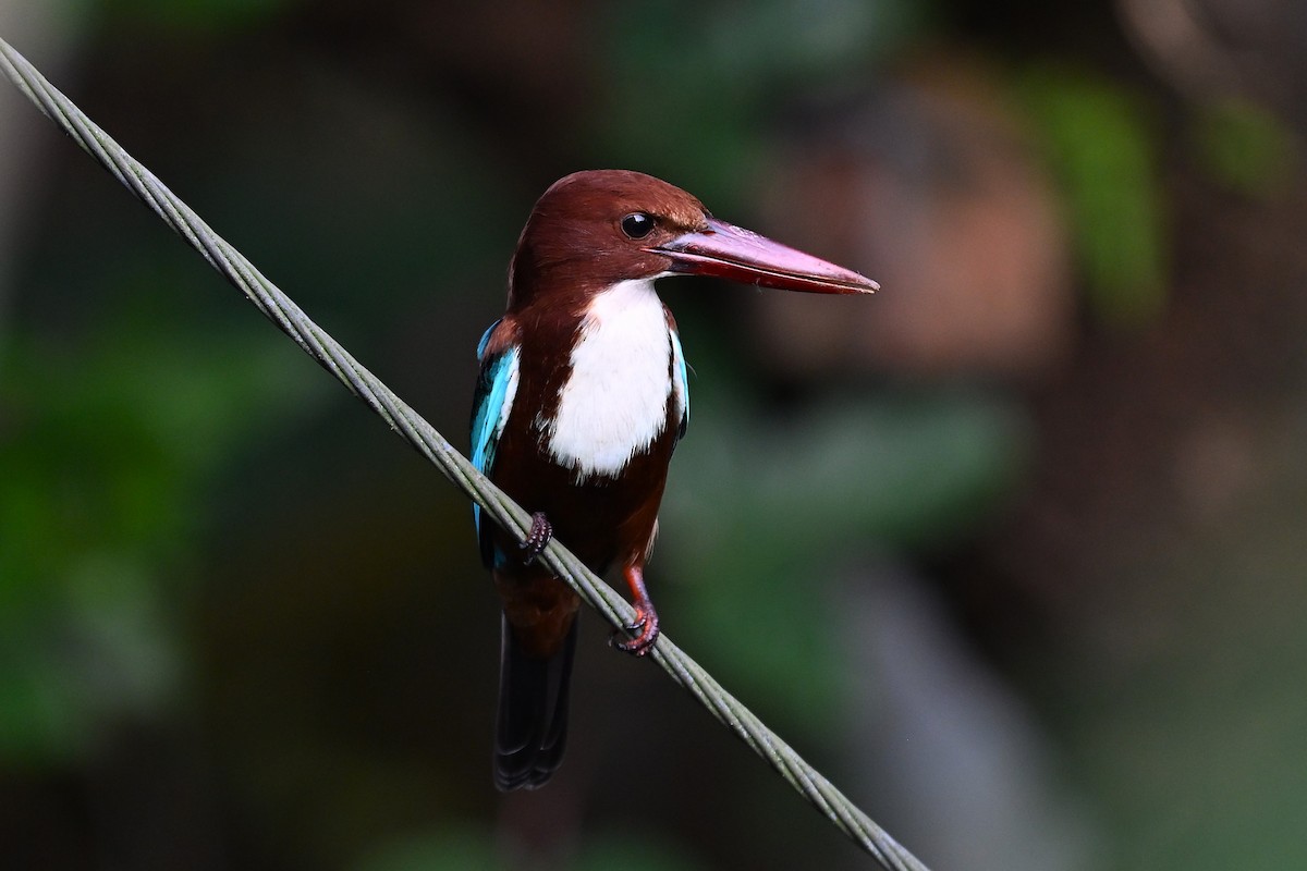 蒼翡翠 - ML645717097