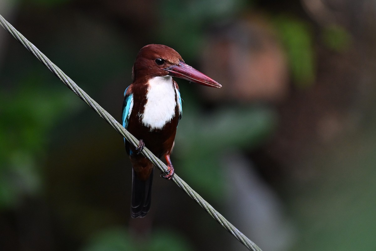 蒼翡翠 - ML645717098