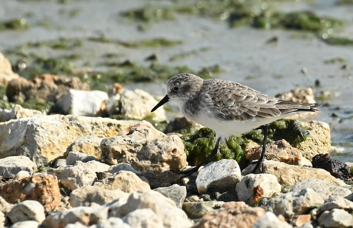 Little Stint - ML645717103