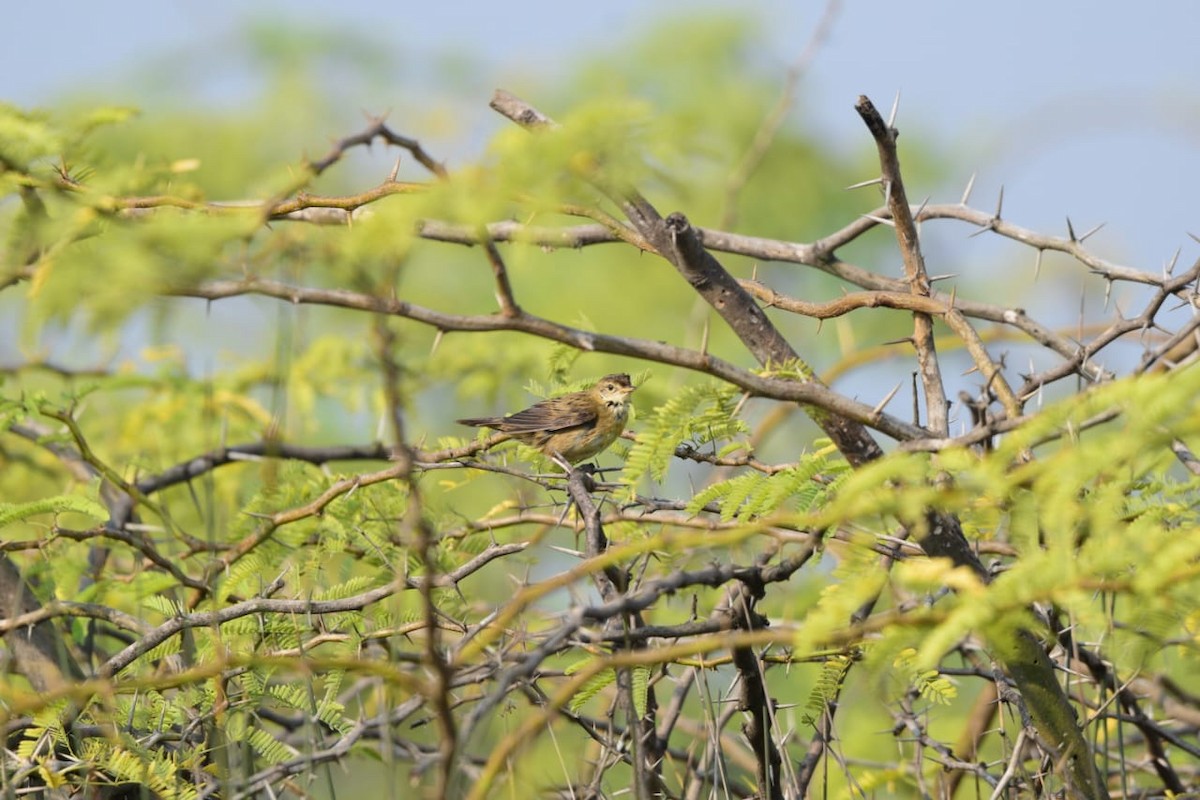 Обыкновенный сверчок - ML645717105