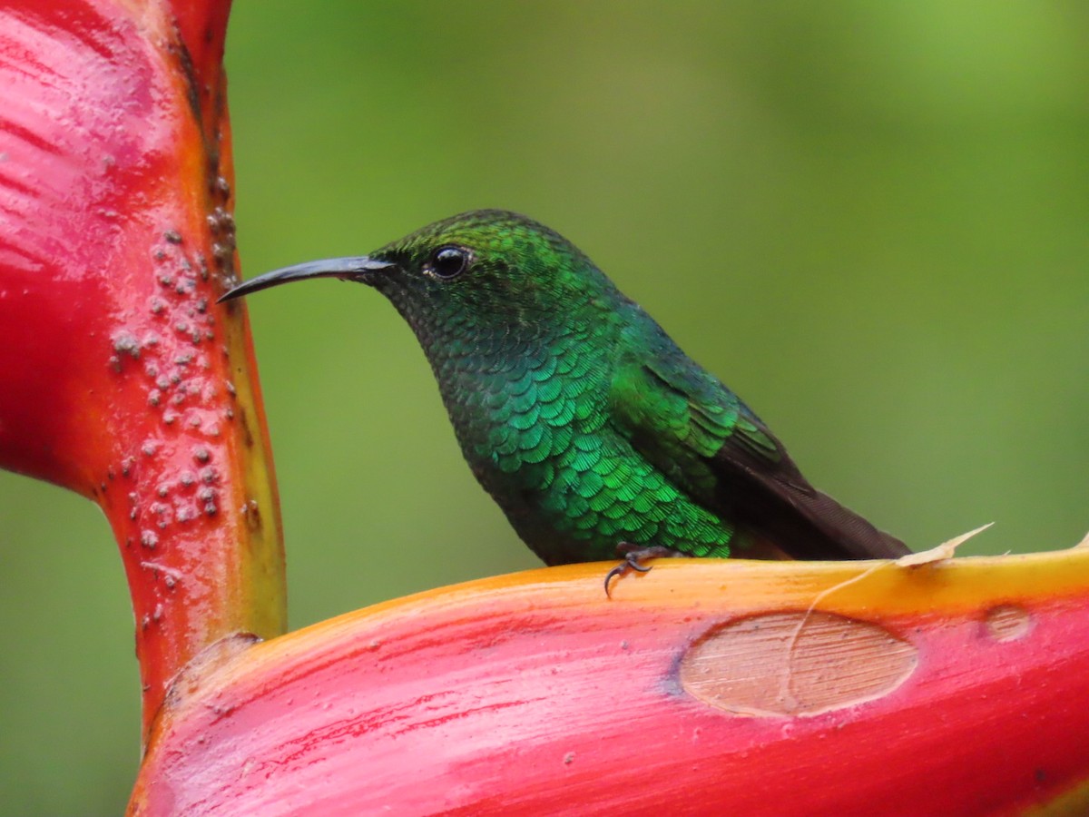 Coppery-headed Emerald - ML645717107