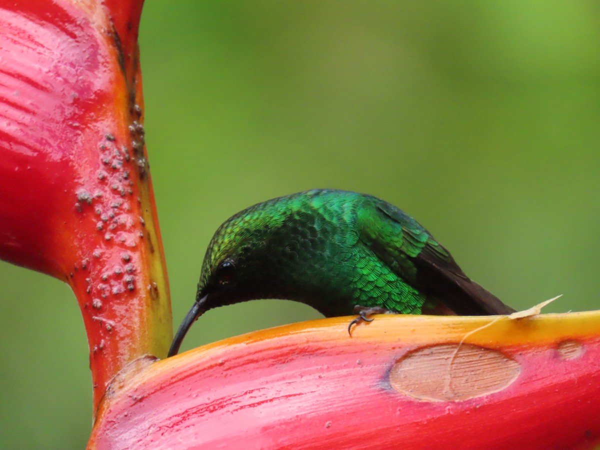 Coppery-headed Emerald - ML645717108