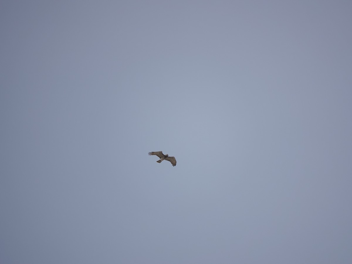 orlík krátkoprstý - ML645717117