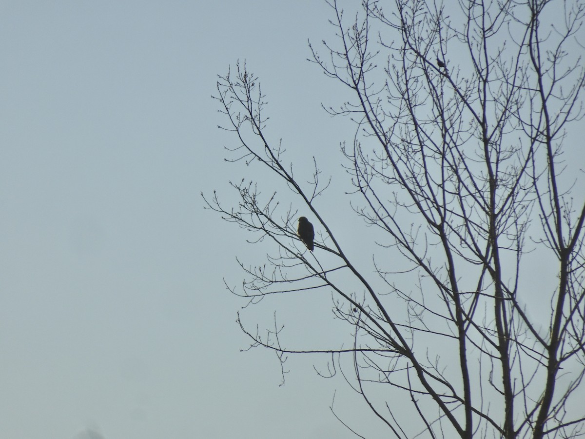 Red-tailed Hawk - ML645717119
