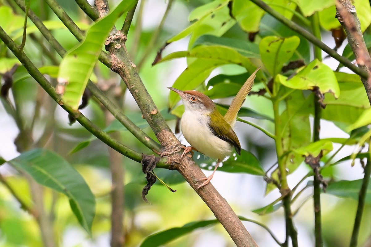 langstjertskredderfugl - ML645717132