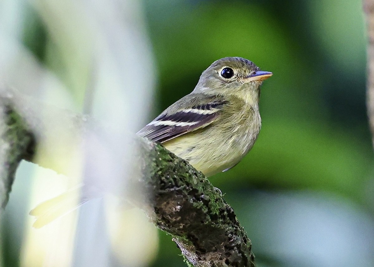 Yellow-bellied Flycatcher - ML645717133