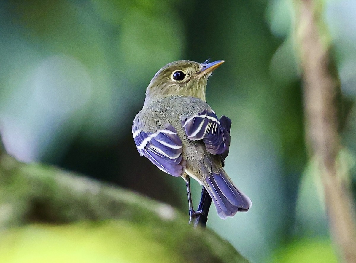 Yellow-bellied Flycatcher - ML645717134
