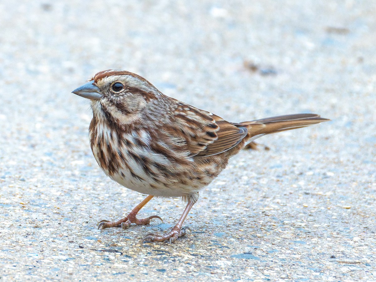 Song Sparrow - ML645717135