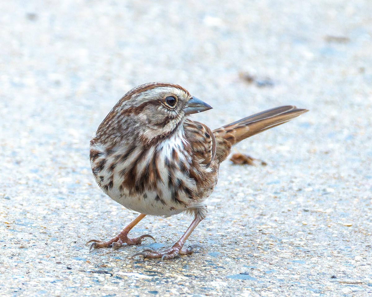 Song Sparrow - ML645717137