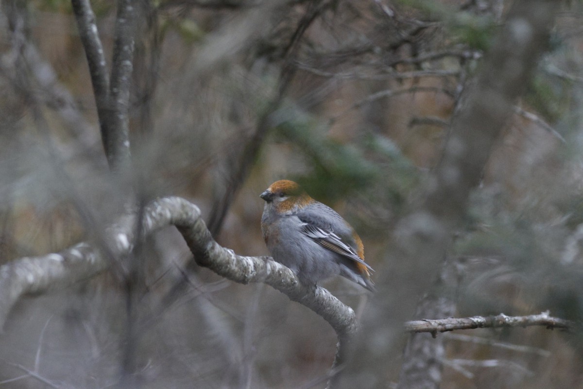 Pinu-gailupa - ML645717140