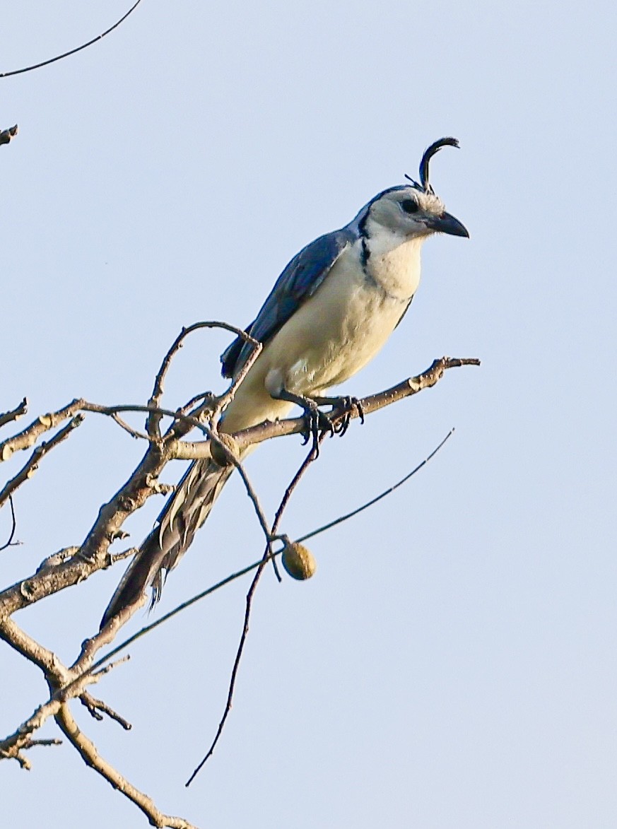 White-throated Magpie-Jay - ML645717159