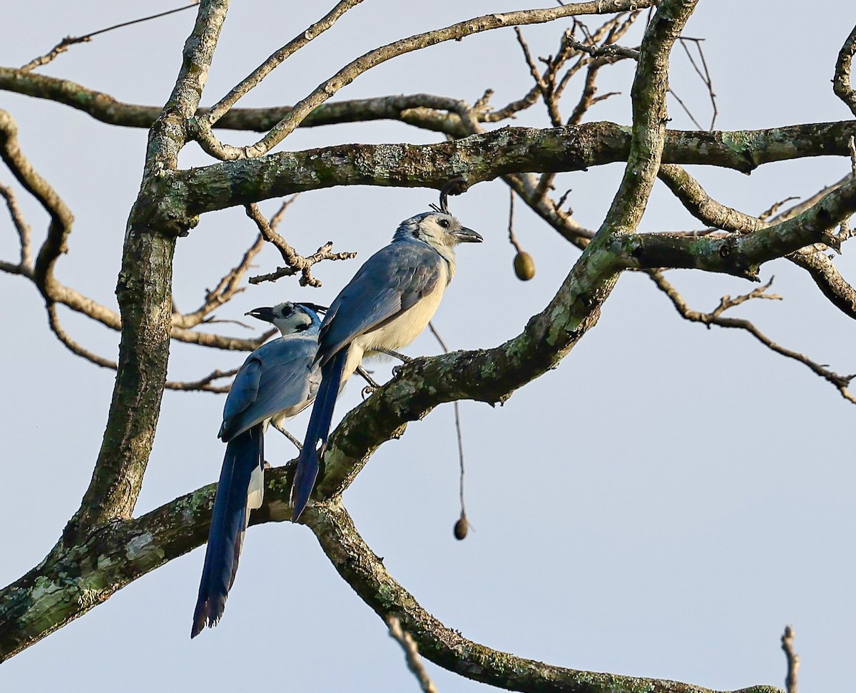 White-throated Magpie-Jay - ML645717160