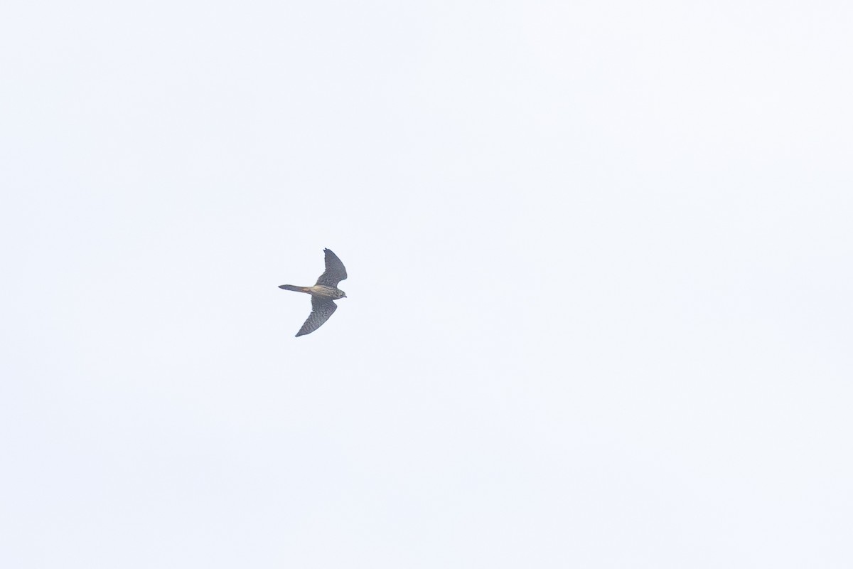 Eurasian Kestrel - ML645717167