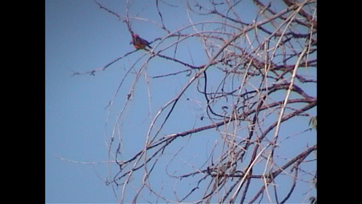 Красный мухолов - ML645717168