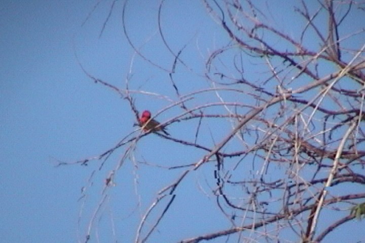 Красный мухолов - ML645717169