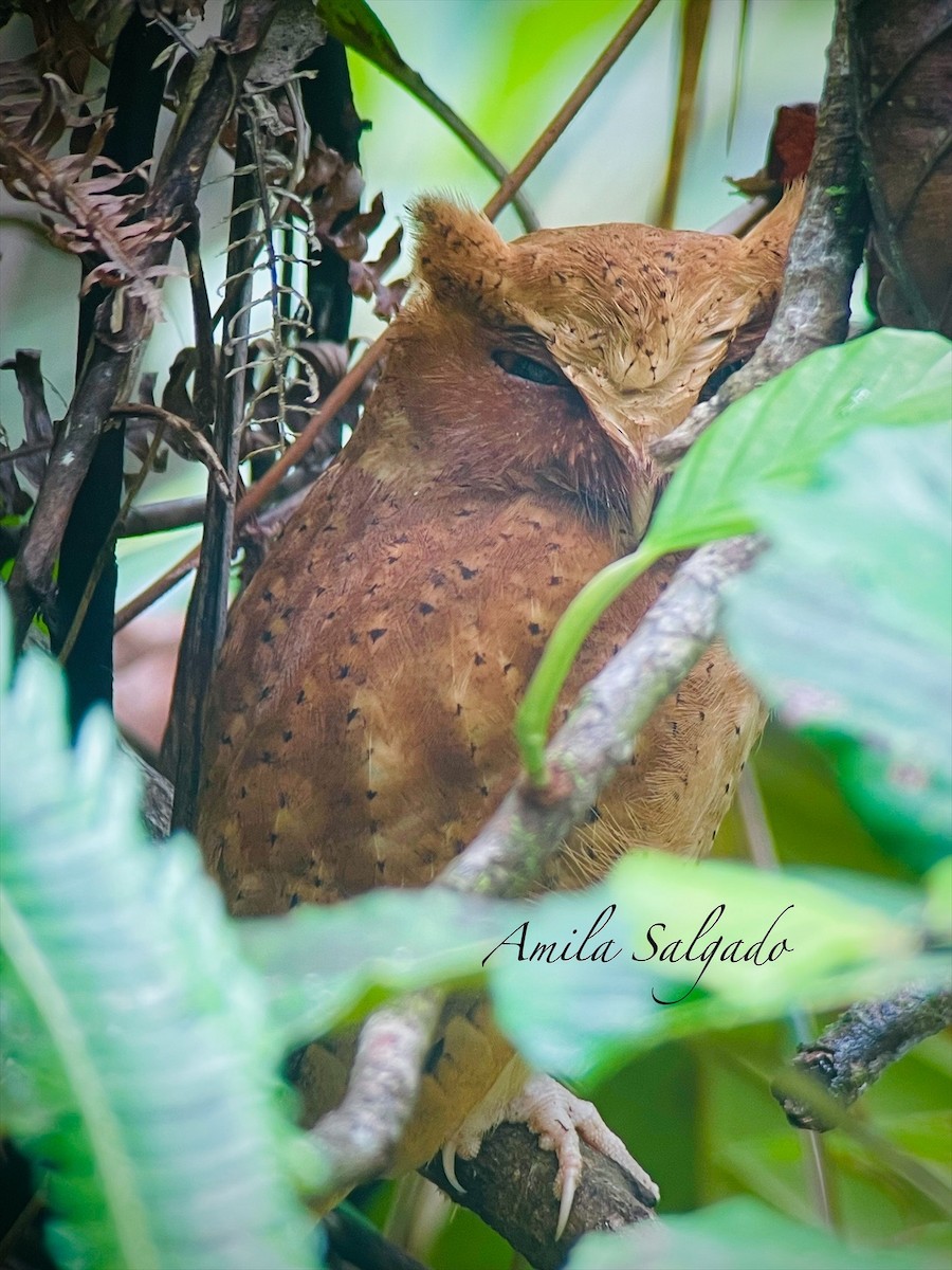 výreček srílanský - ML645717172